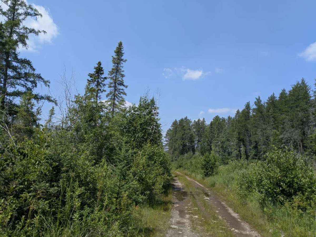 FS 382 trail photo