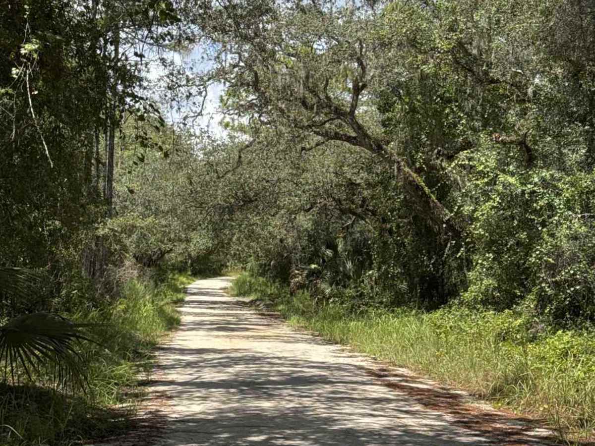Ocala National Forest SE 13th Avenue photo 2