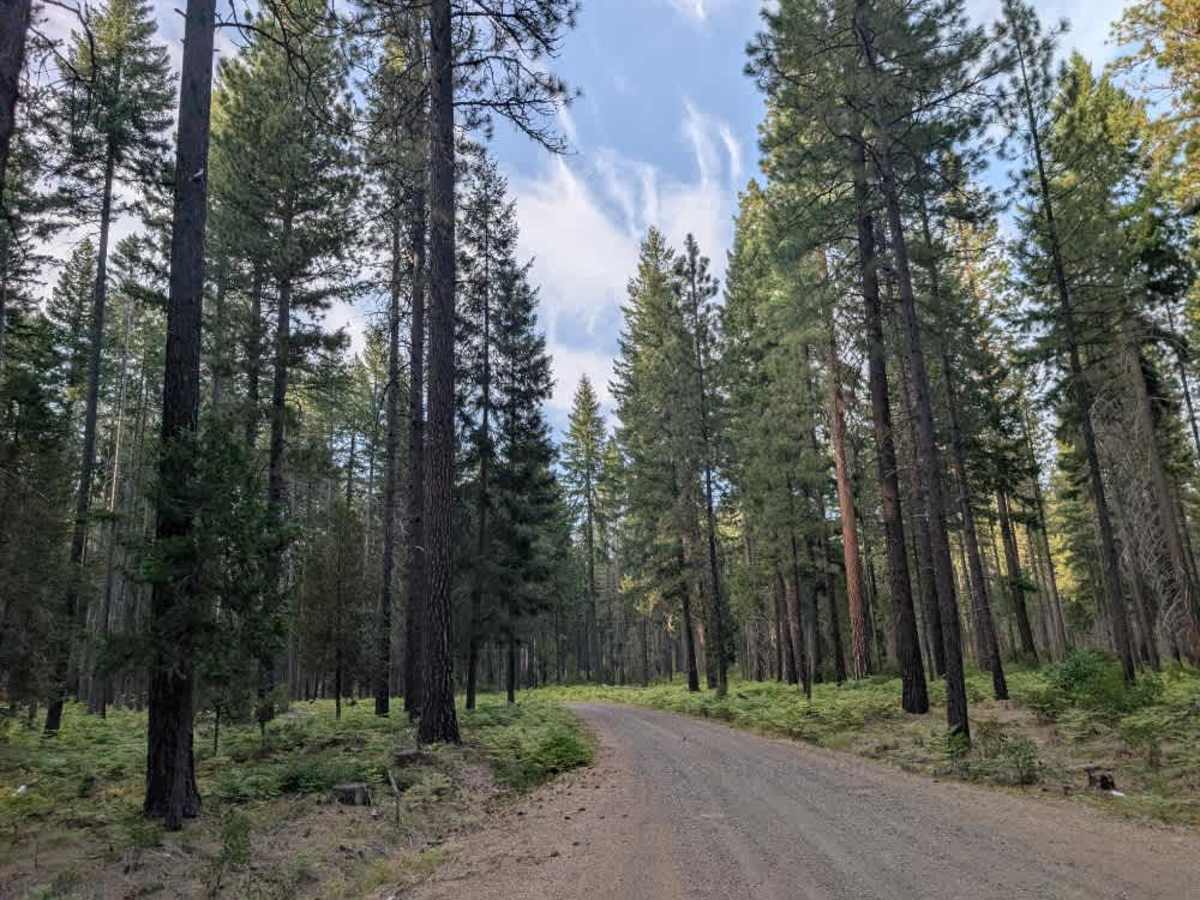 FS 6215100 trail photo