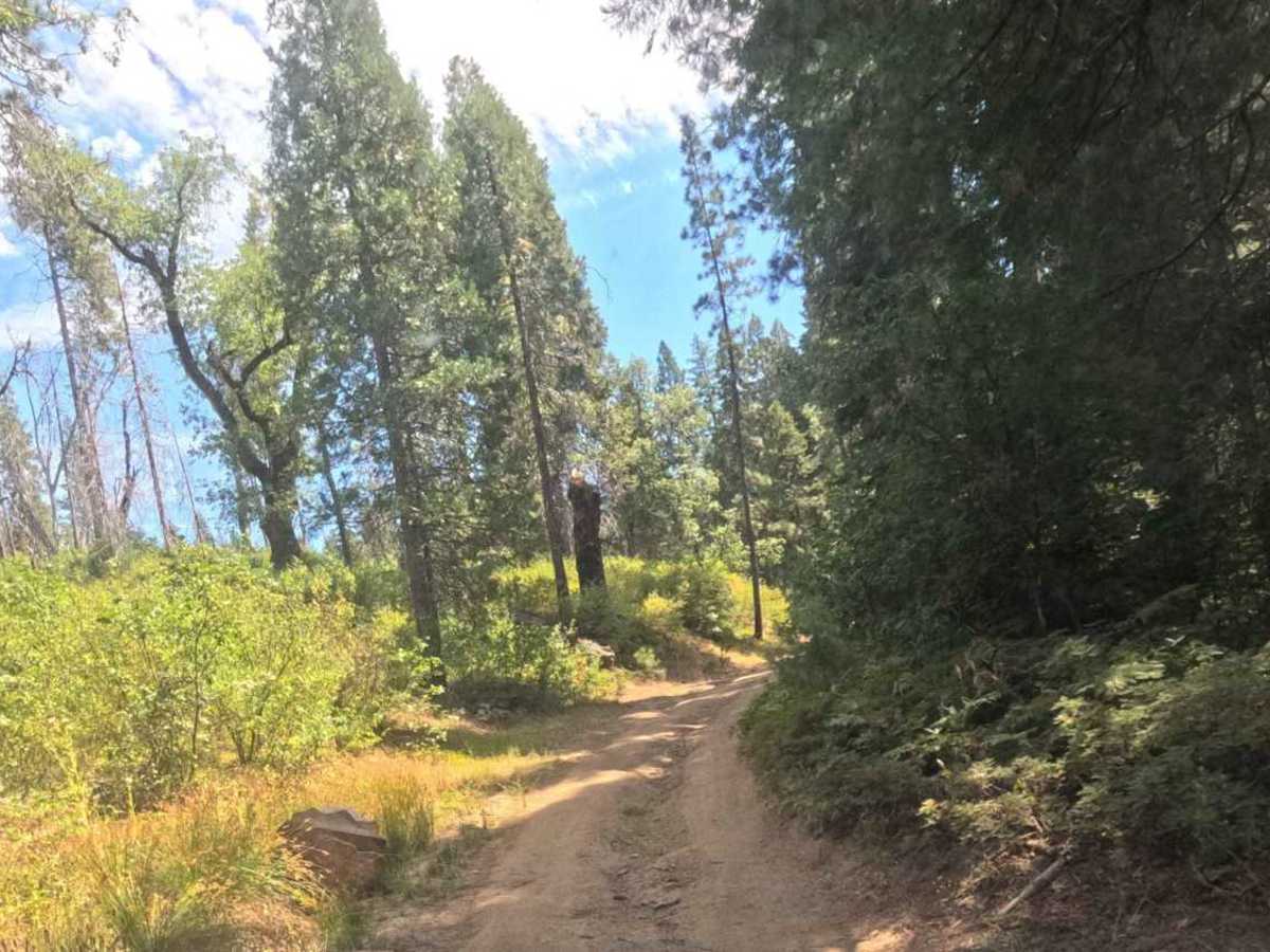 Sugar Pine - FS 6S090 photo 2
