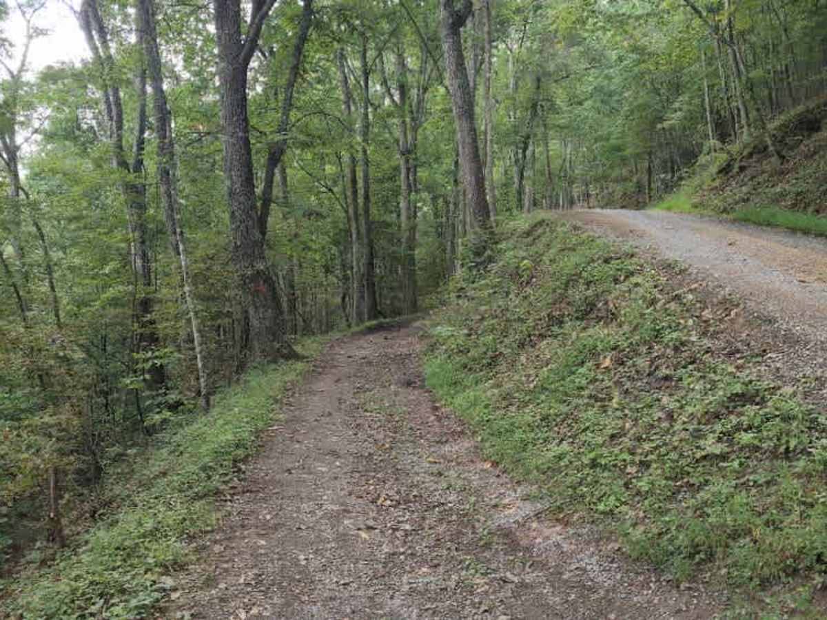 Virginia Highlands Horse Trail Spur D photo 2