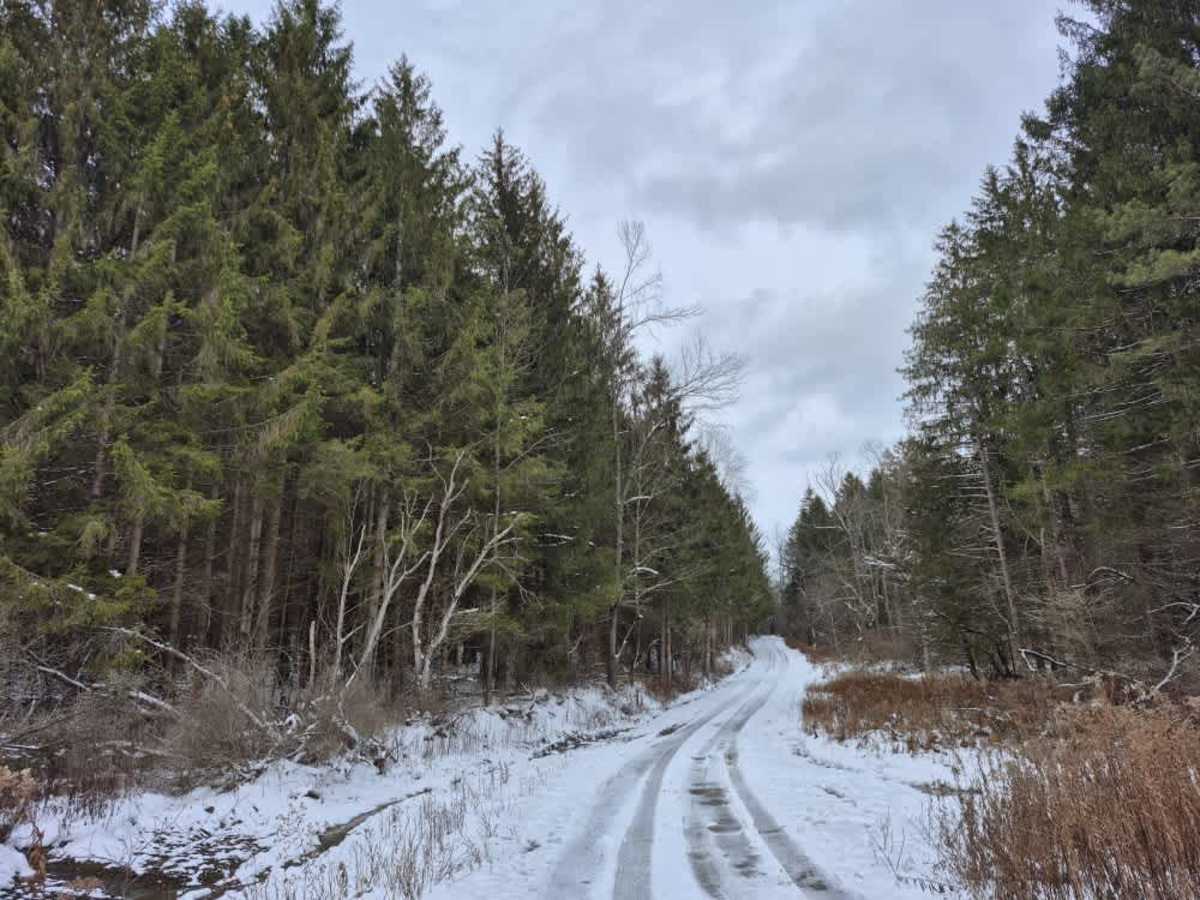 Beaver Meadow PFAR trail photo