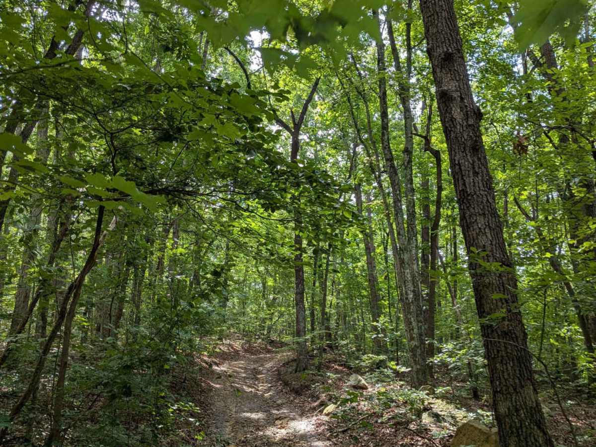 Limekiln Loop Road trail photo