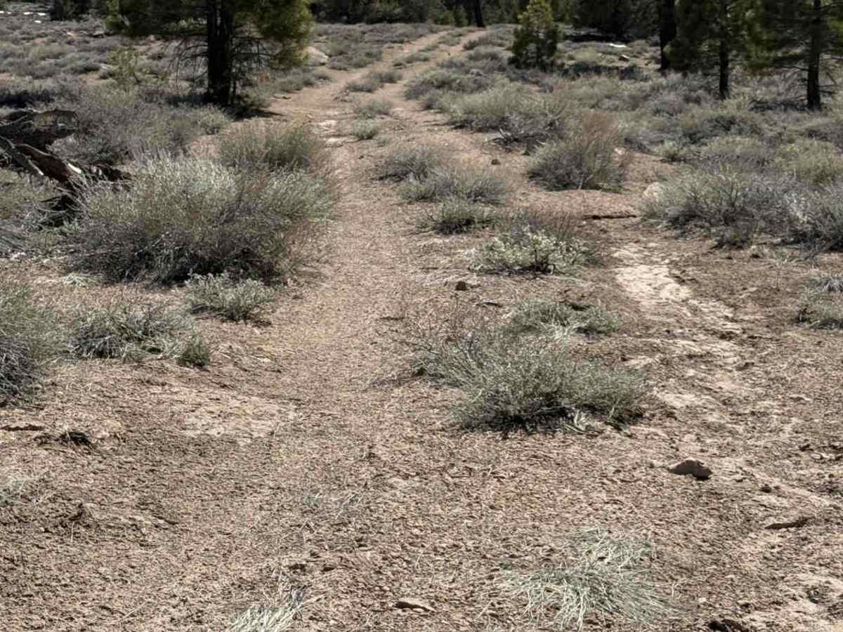 FS 4S03J trail photo