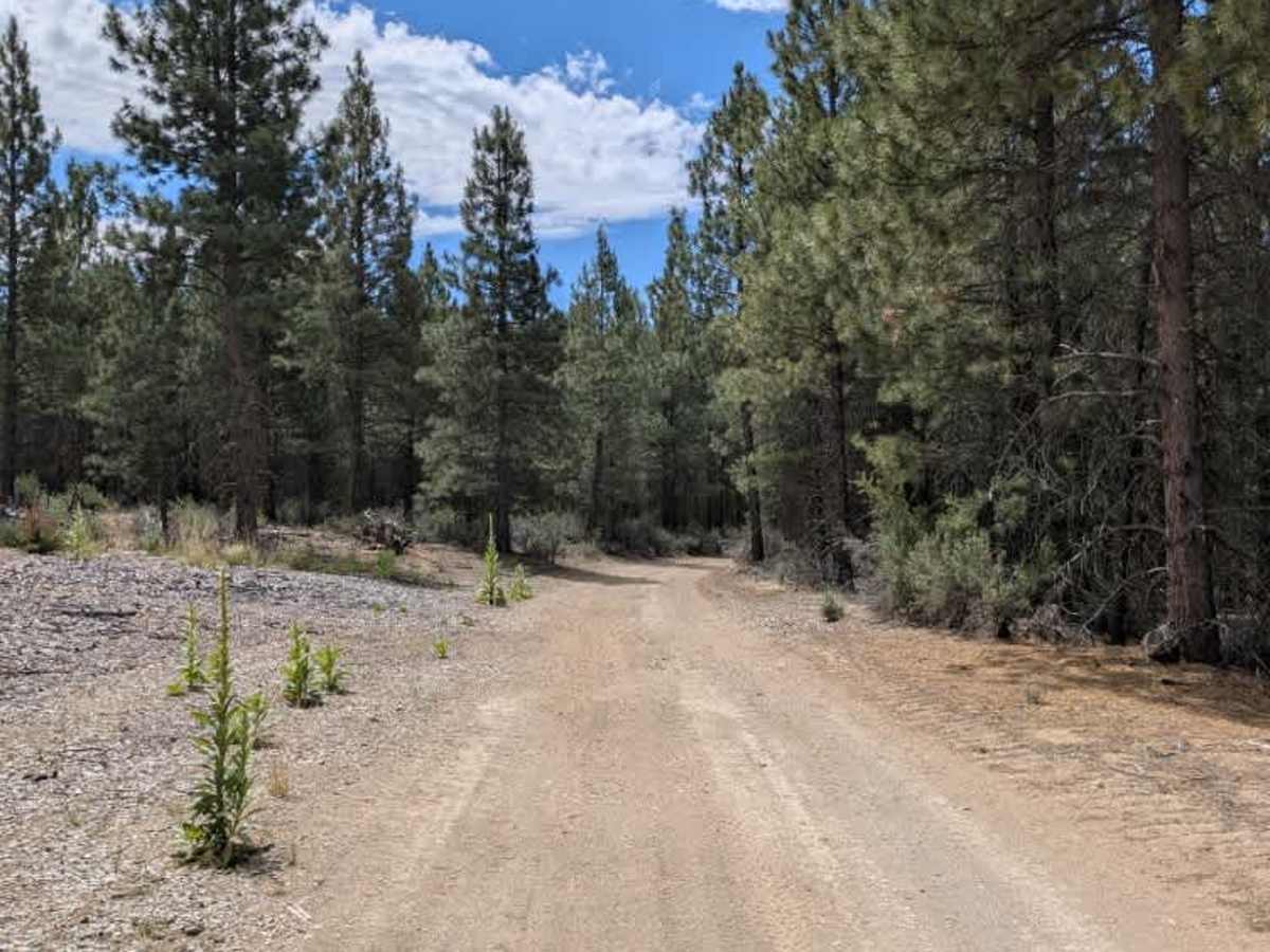 Pine Ridge photo 6
