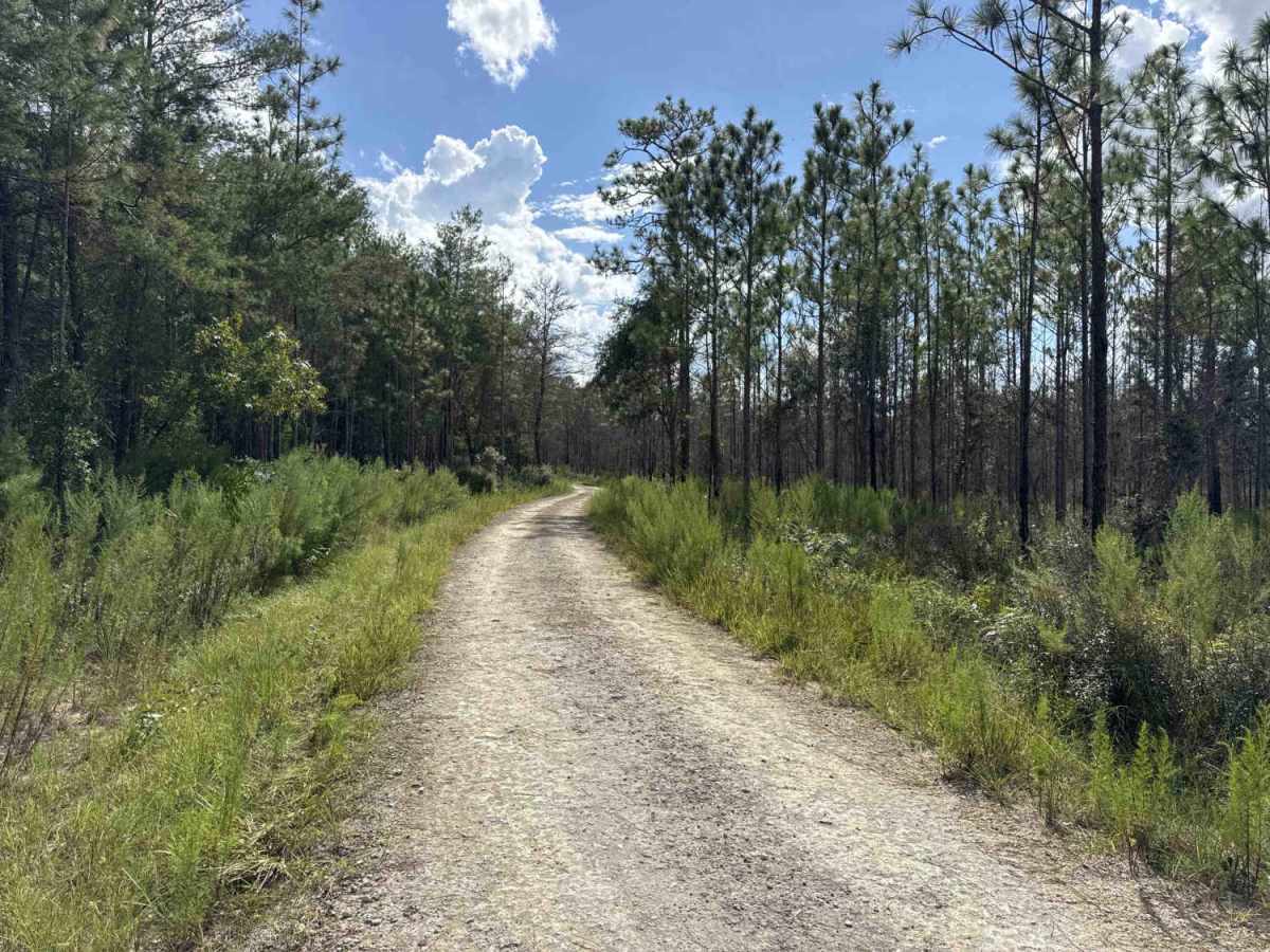 Fire Road photo 3