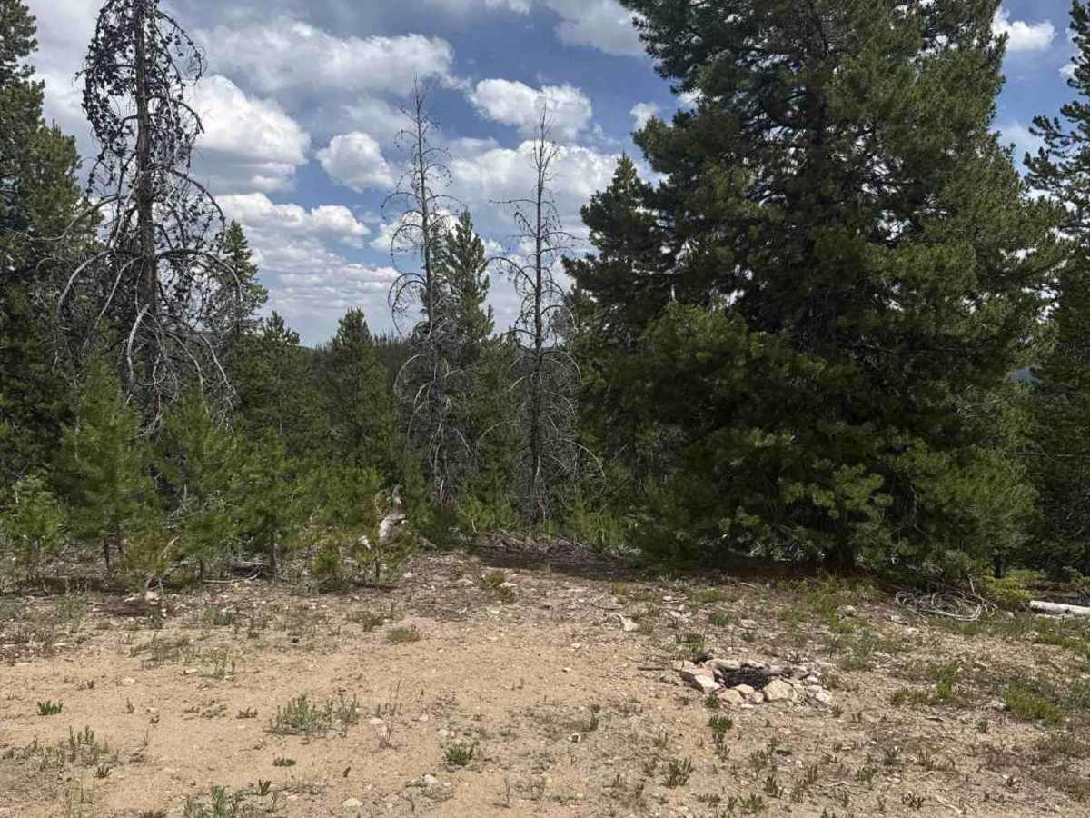 Pine Road - FS 264 photo 5