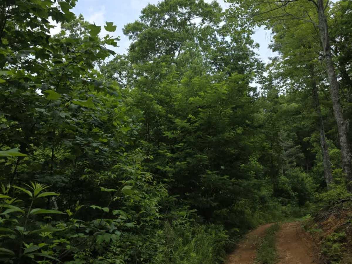 Pilgrim Lane photo 4