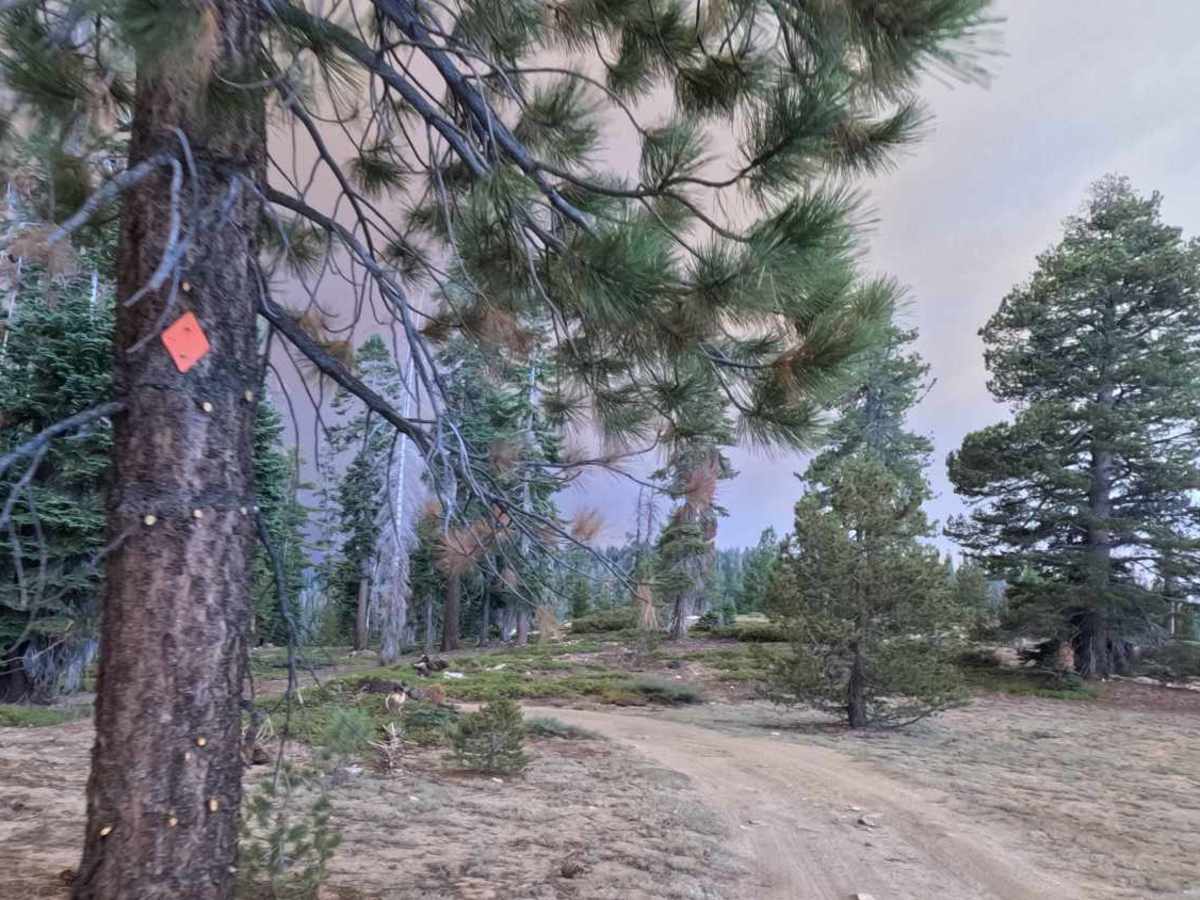 Redpole Loop - FS 26E334 photo 6