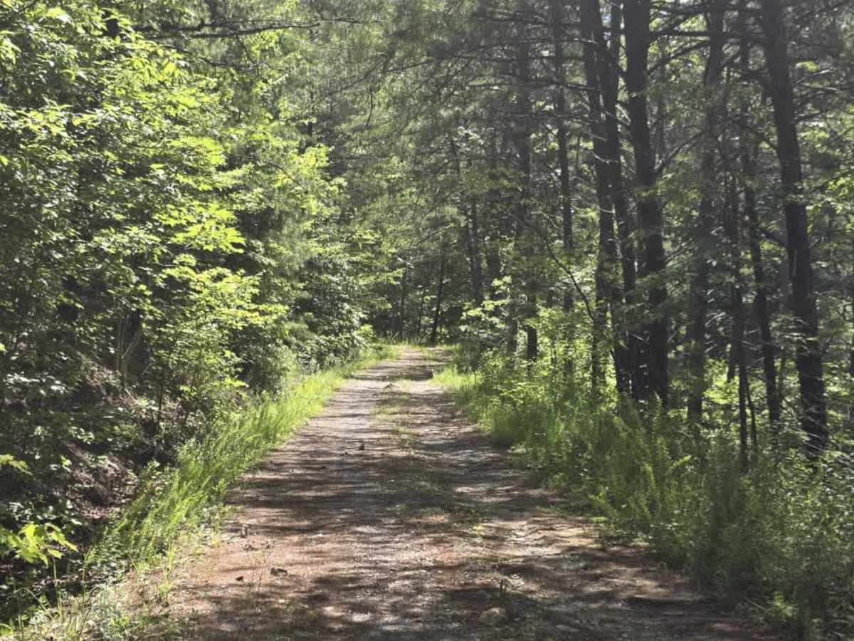 Fed Fork Spur photo 6