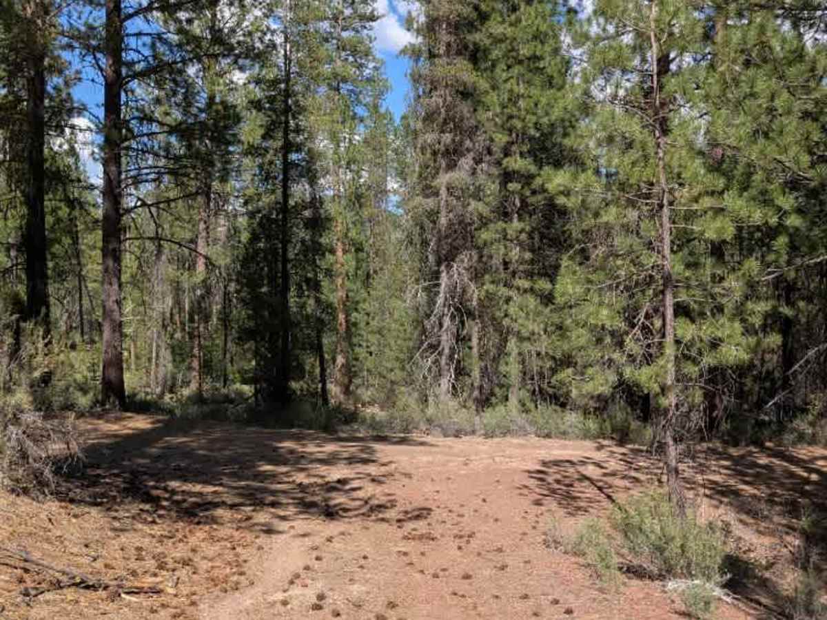 FS 4503000 trail photo