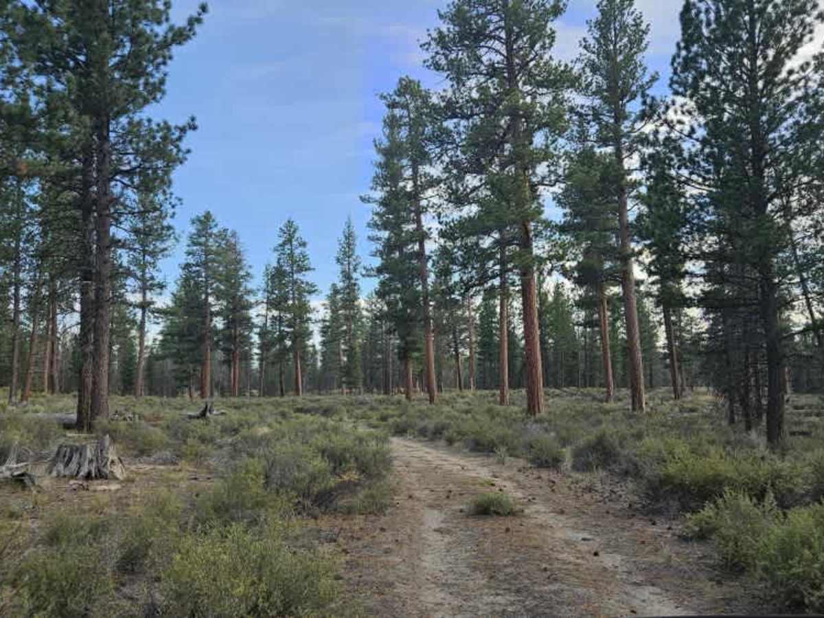FS 125100 trail photo