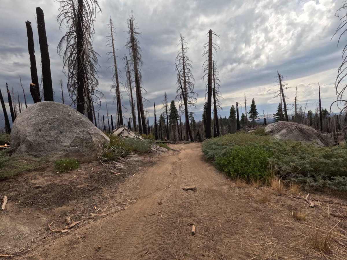 Sharks - FS 5S057 trail photo