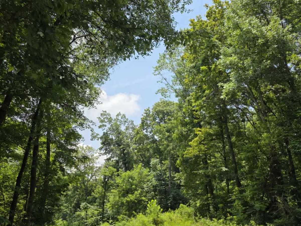 Sneed Hollow Road trail photo