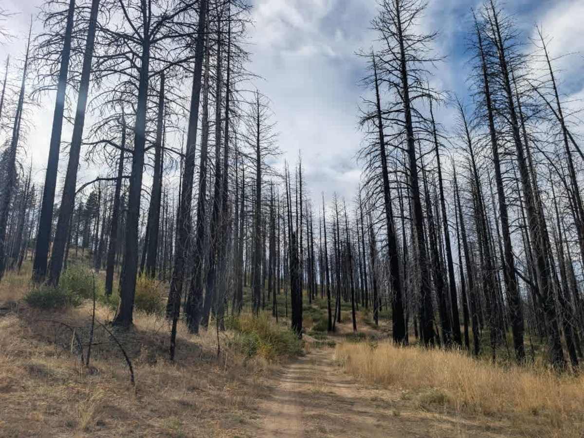 FS 25N64 photo 5