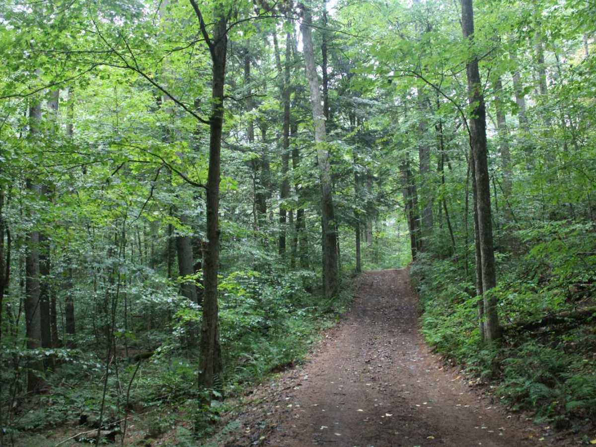 Catspaw Lake Road photo 5