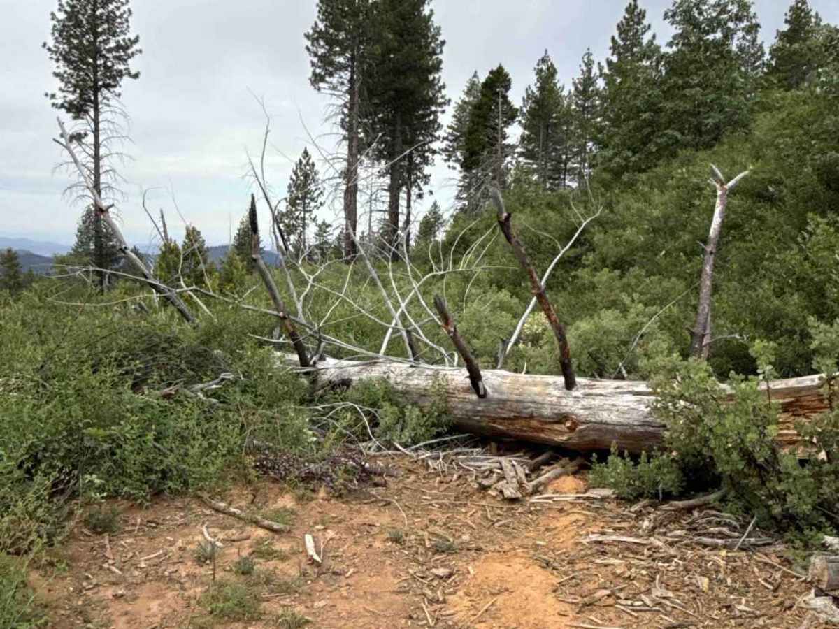 FS 2N53 trail photo