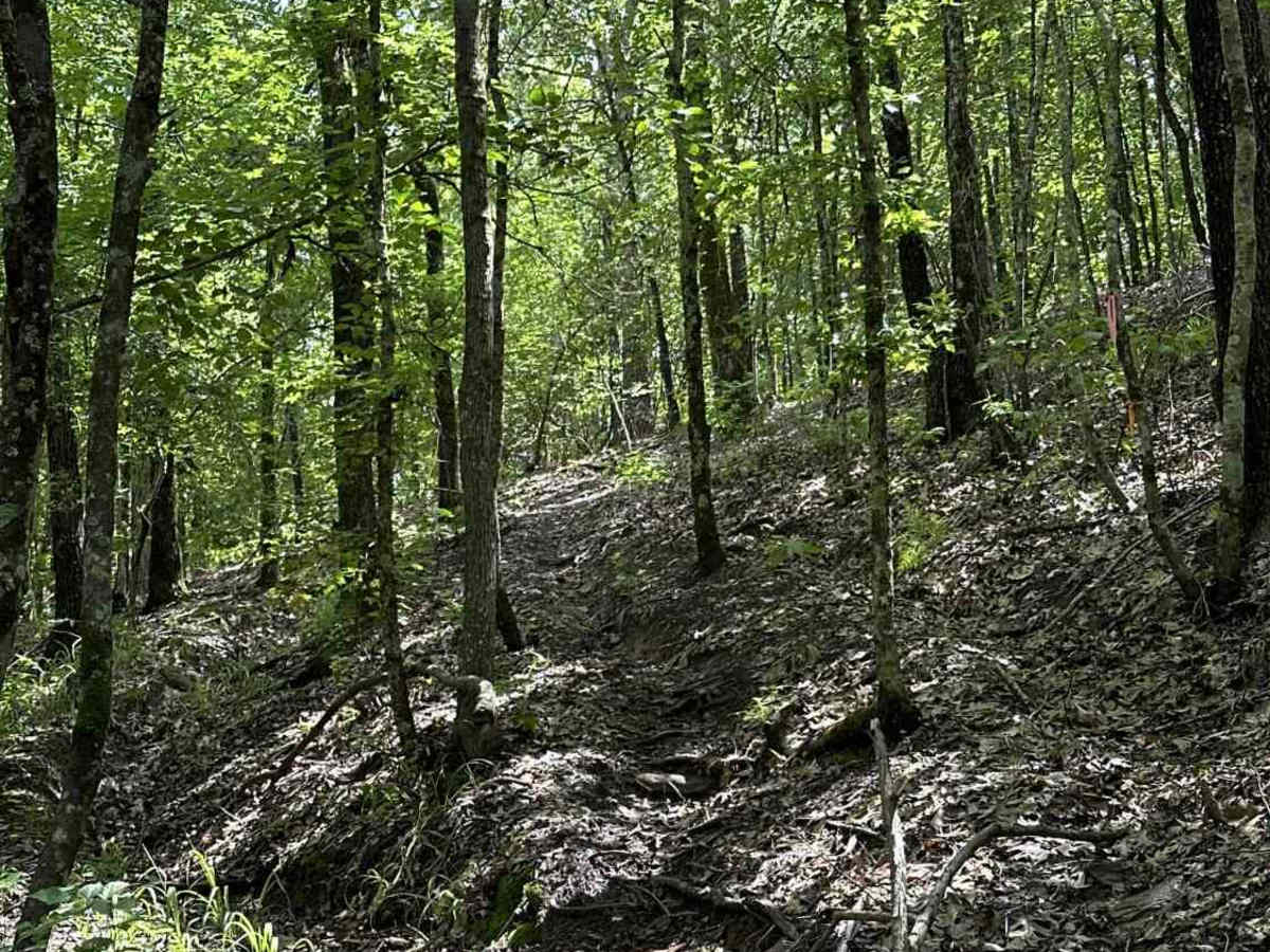 Deep Rut trail photo