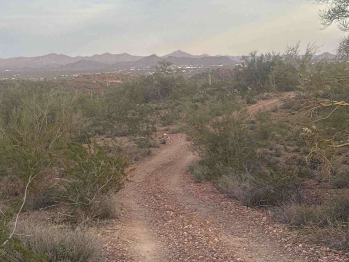 Cholla Fields  photo 3