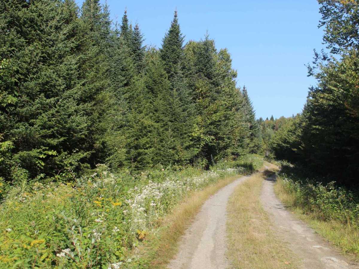 Beaman Hill Trail photo 5