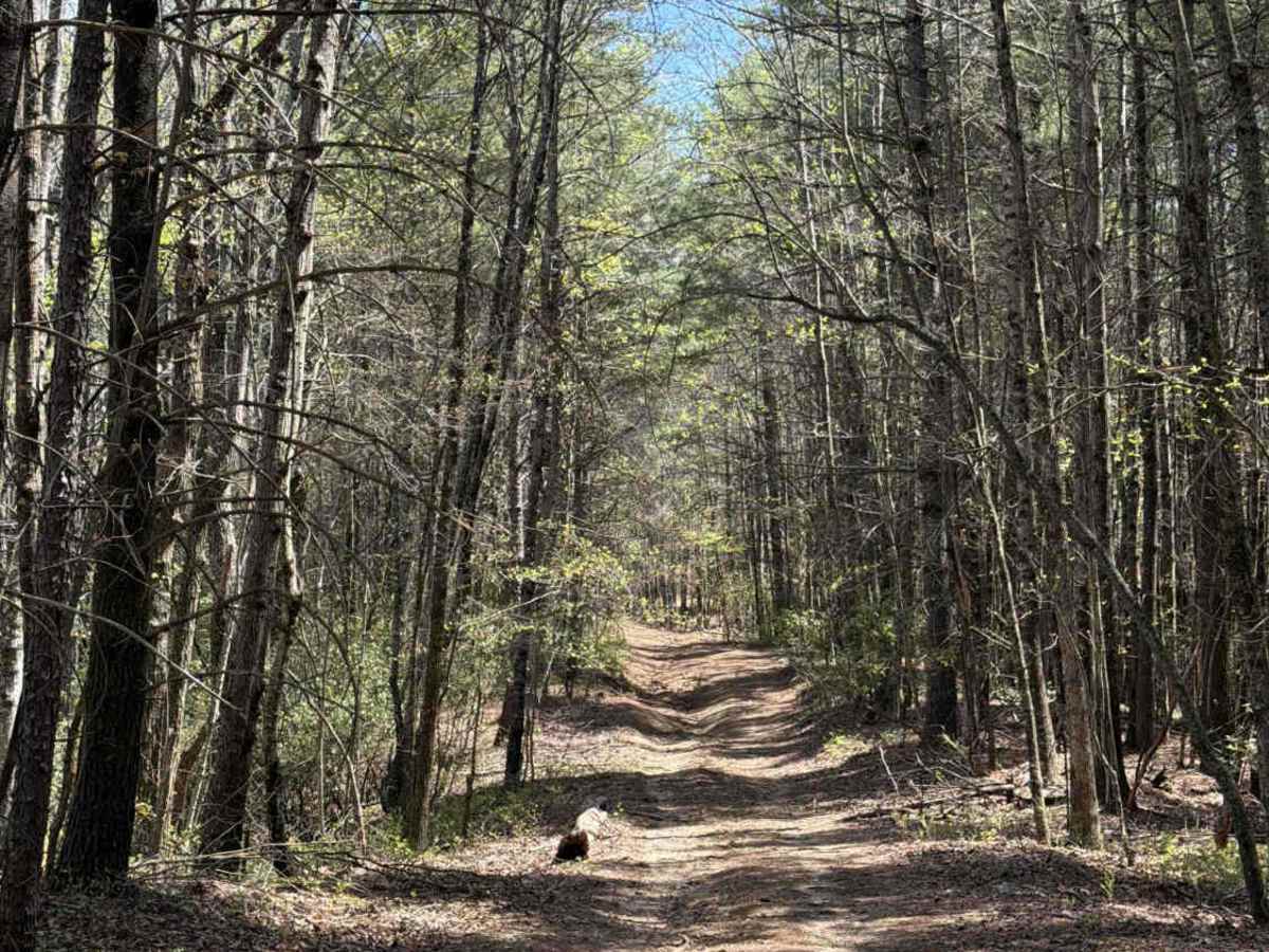 Stonewall Knob - FS 416 photo 6