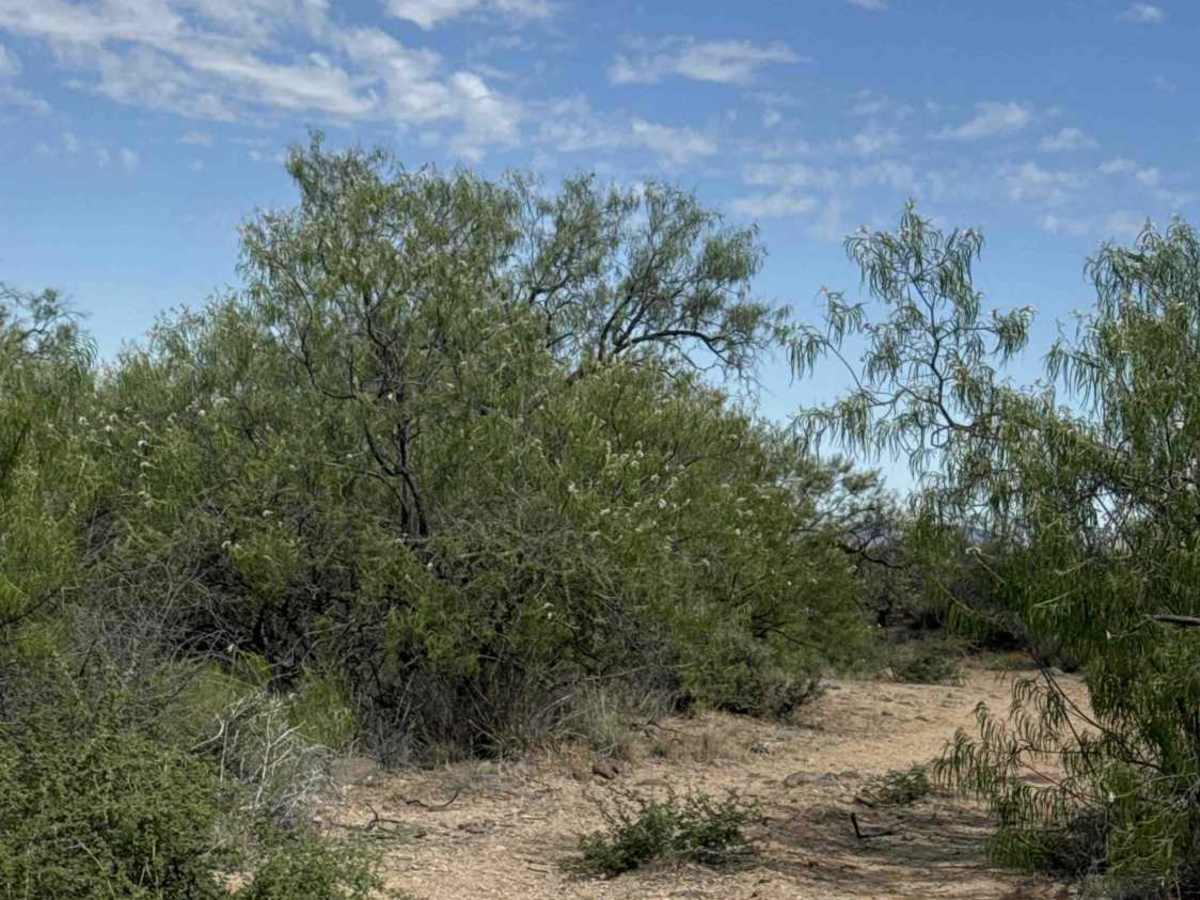 Sandy Gate Wash Trail  photo 6