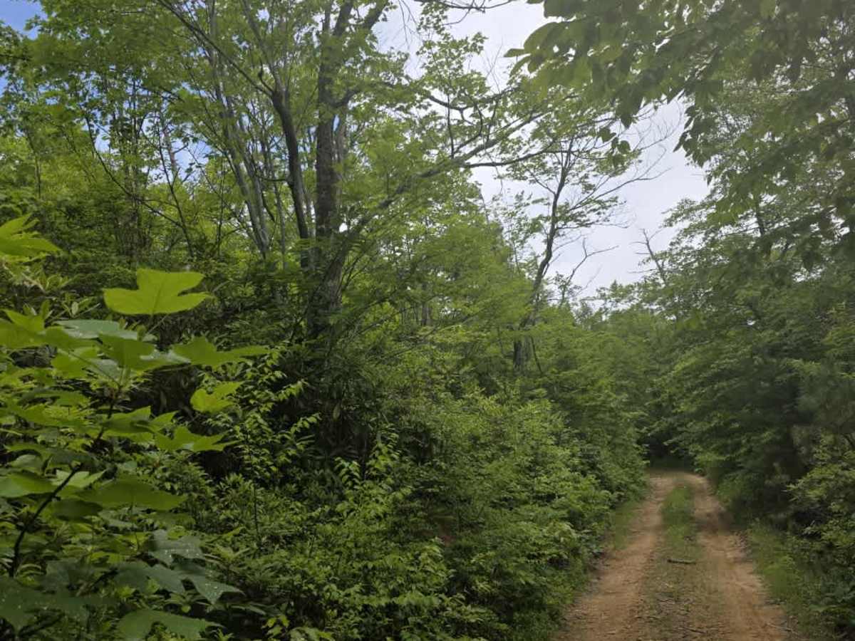 Kennedy Cabin trail photo