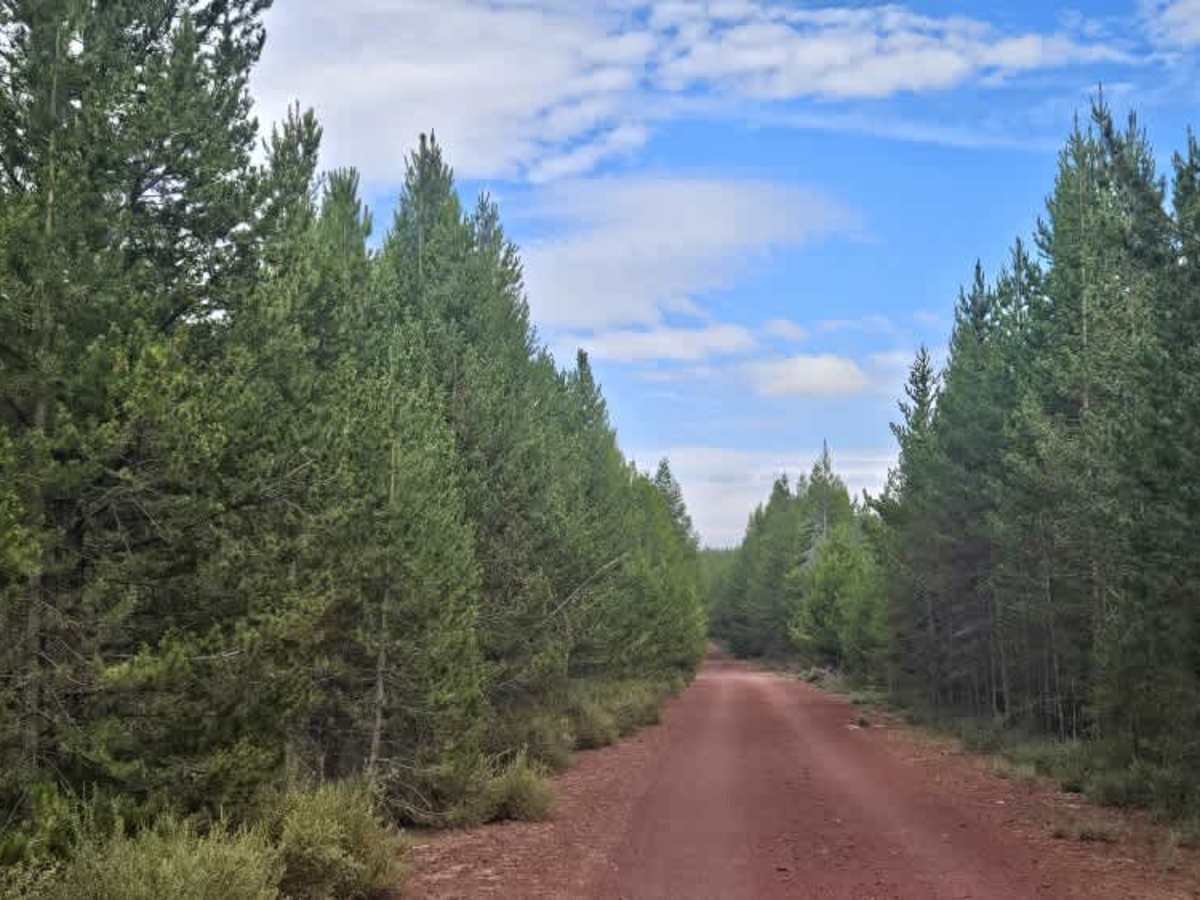 2878 trail photo