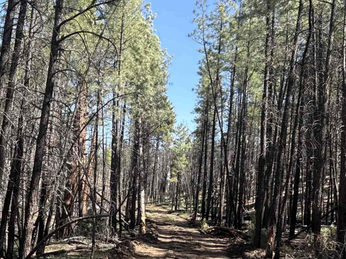 FS 636 trail photo