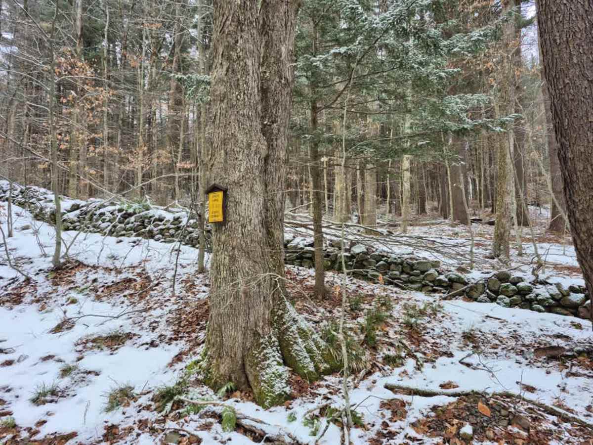 Fall Brook State Forest PFAR photo 3