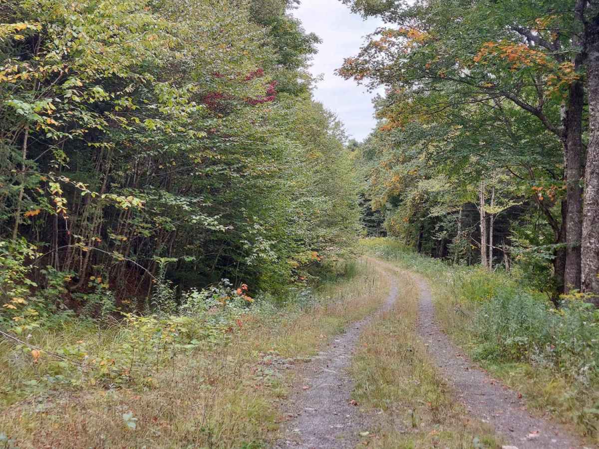 Graham Brook Trail photo 6