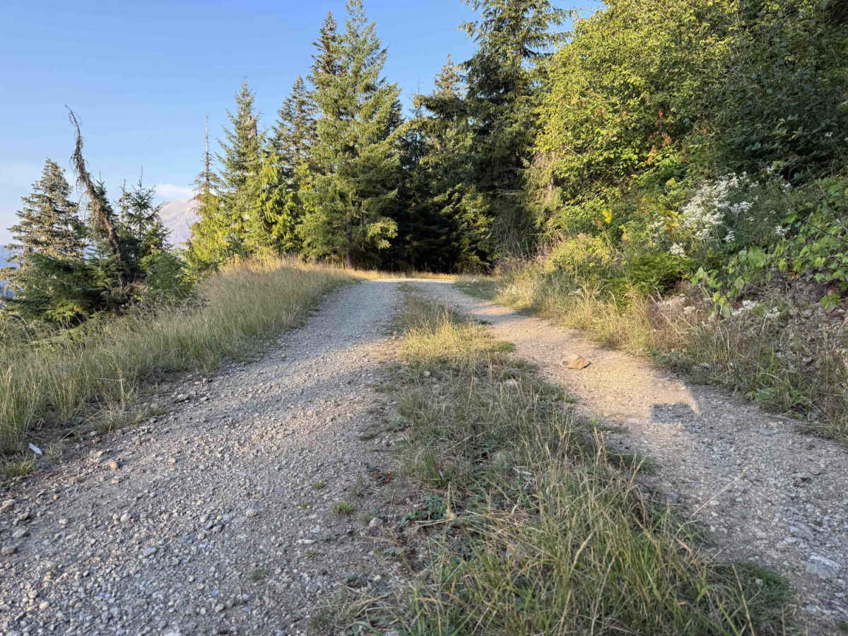 Cougar Creek Road - FS 812200-802200 photo 6