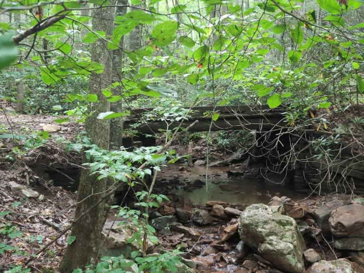 Virginia Highlands Horse Trail Spur C photo 4