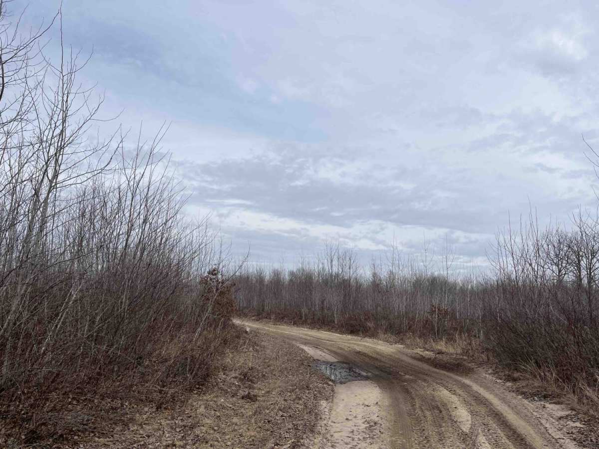 Lone Oak photo 2