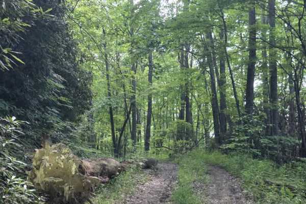 Rattlesnake Road