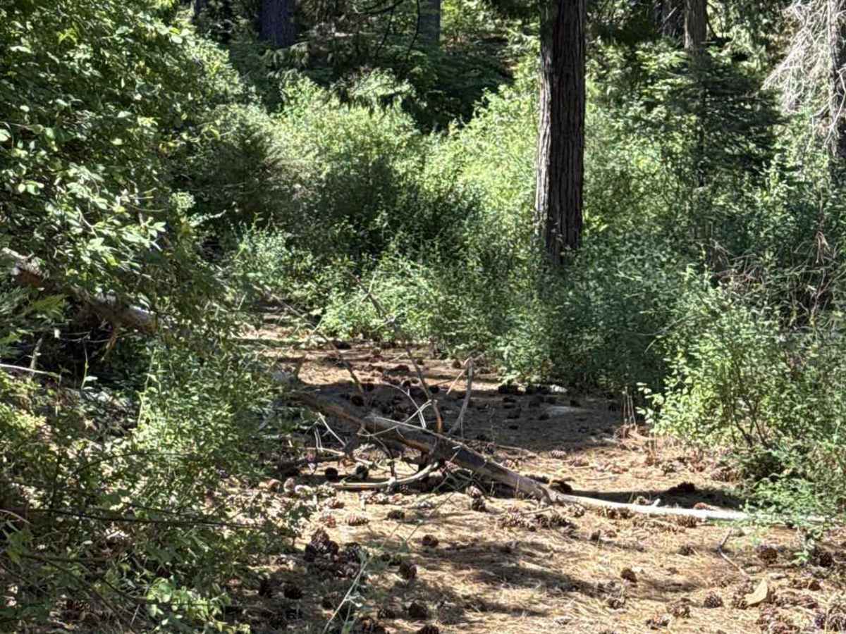 FS 3N34A trail photo
