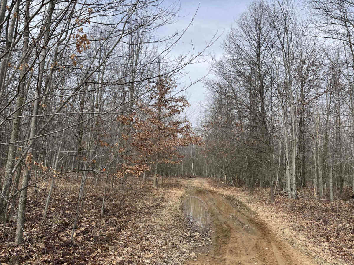 Lone Oak photo 6