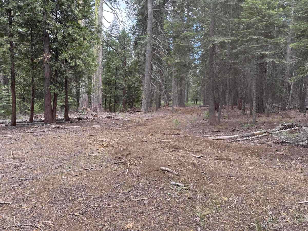 Bear Spring - FS 96-034-02 photo 5