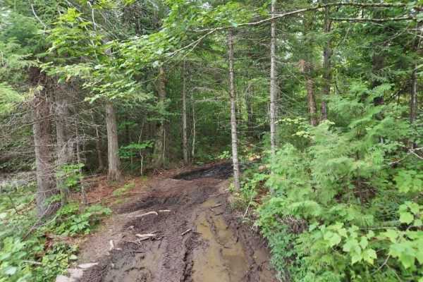 Timber Run