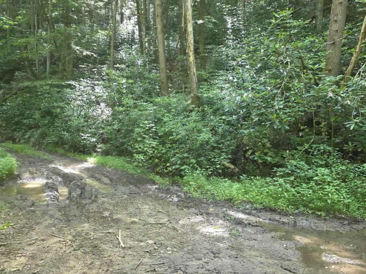 Bear Branch photo 2