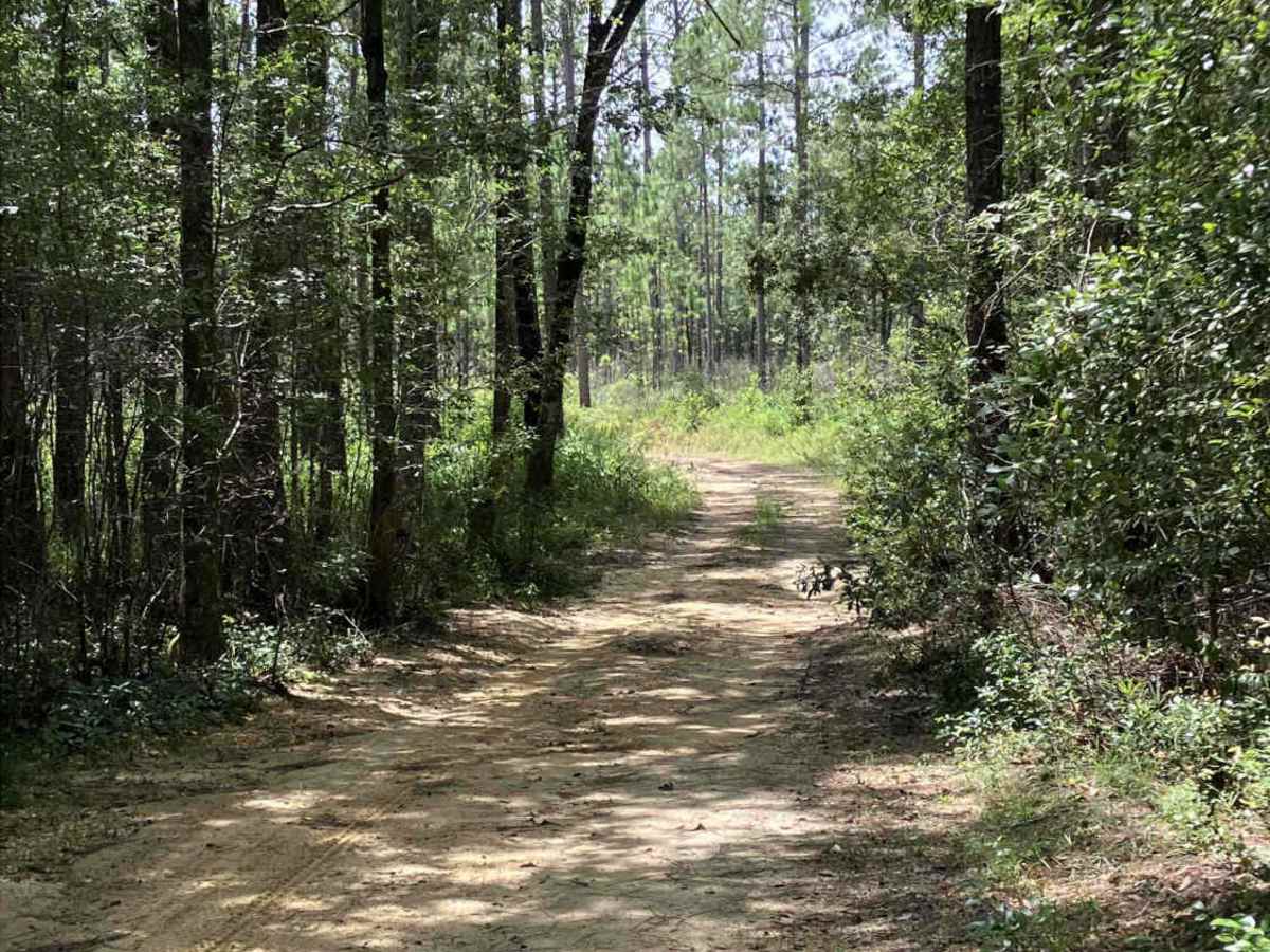 C55 trail photo