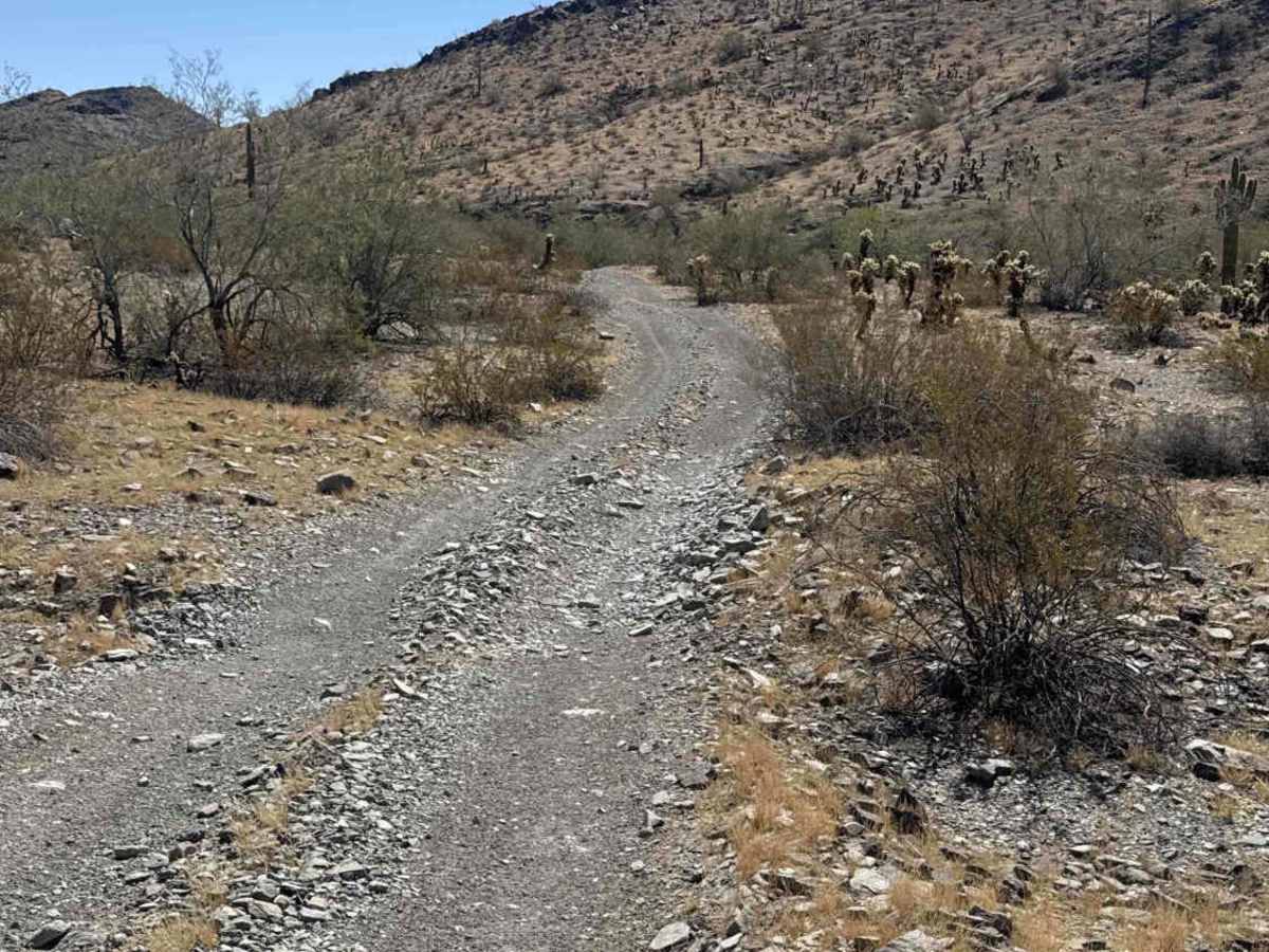 Cholla Ridge  photo 3