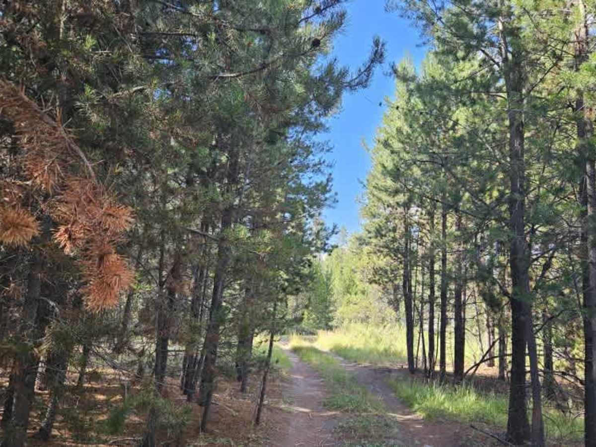 FS 4922000 trail photo