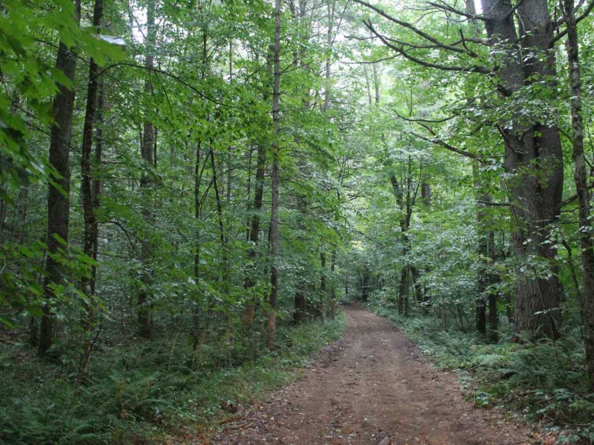 Catspaw Lake Road photo 2