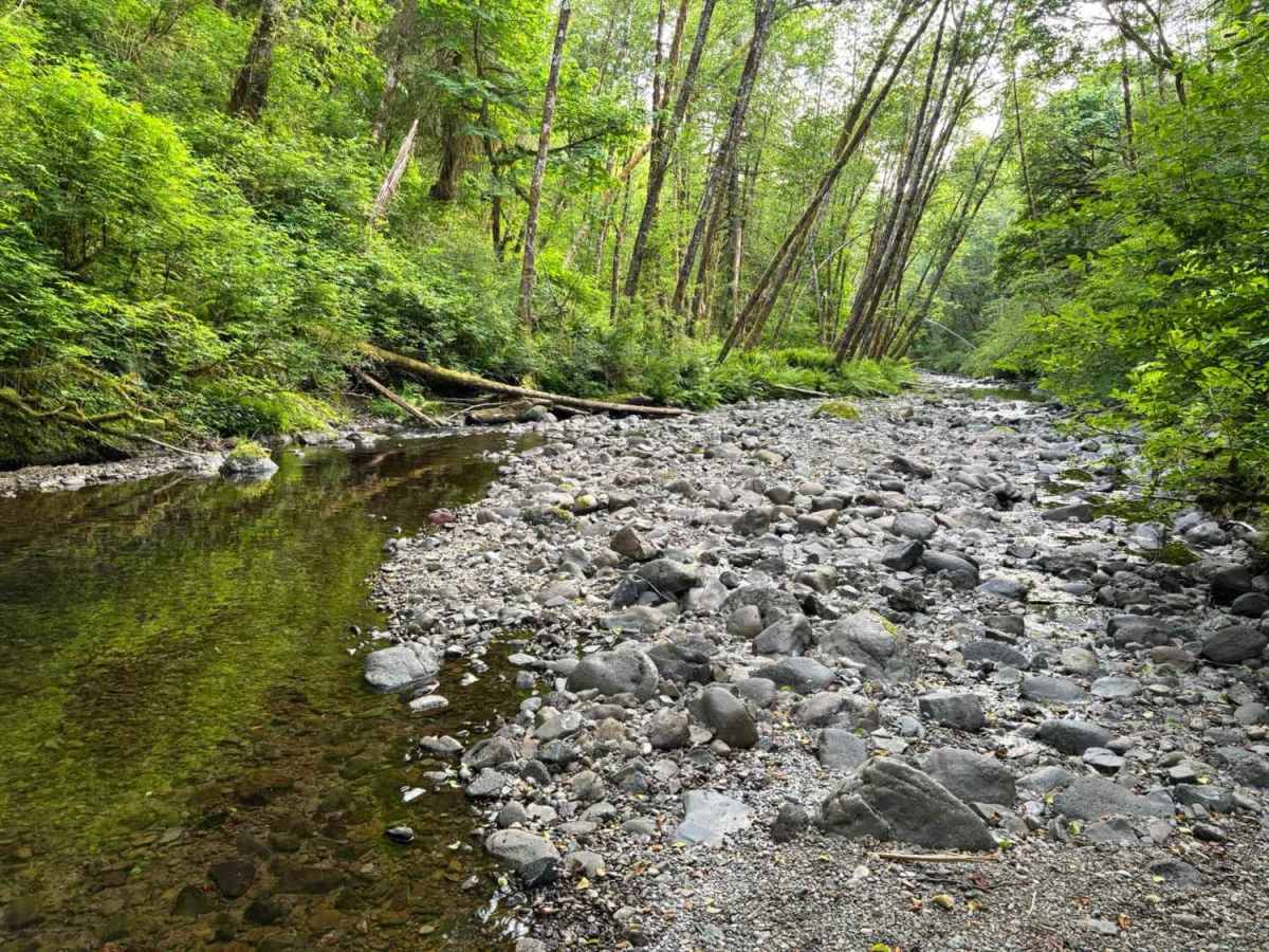 Miami River Forest Road photo 5