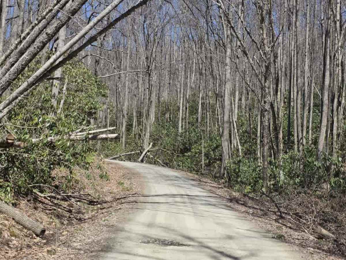 Laurel Fork trail photo