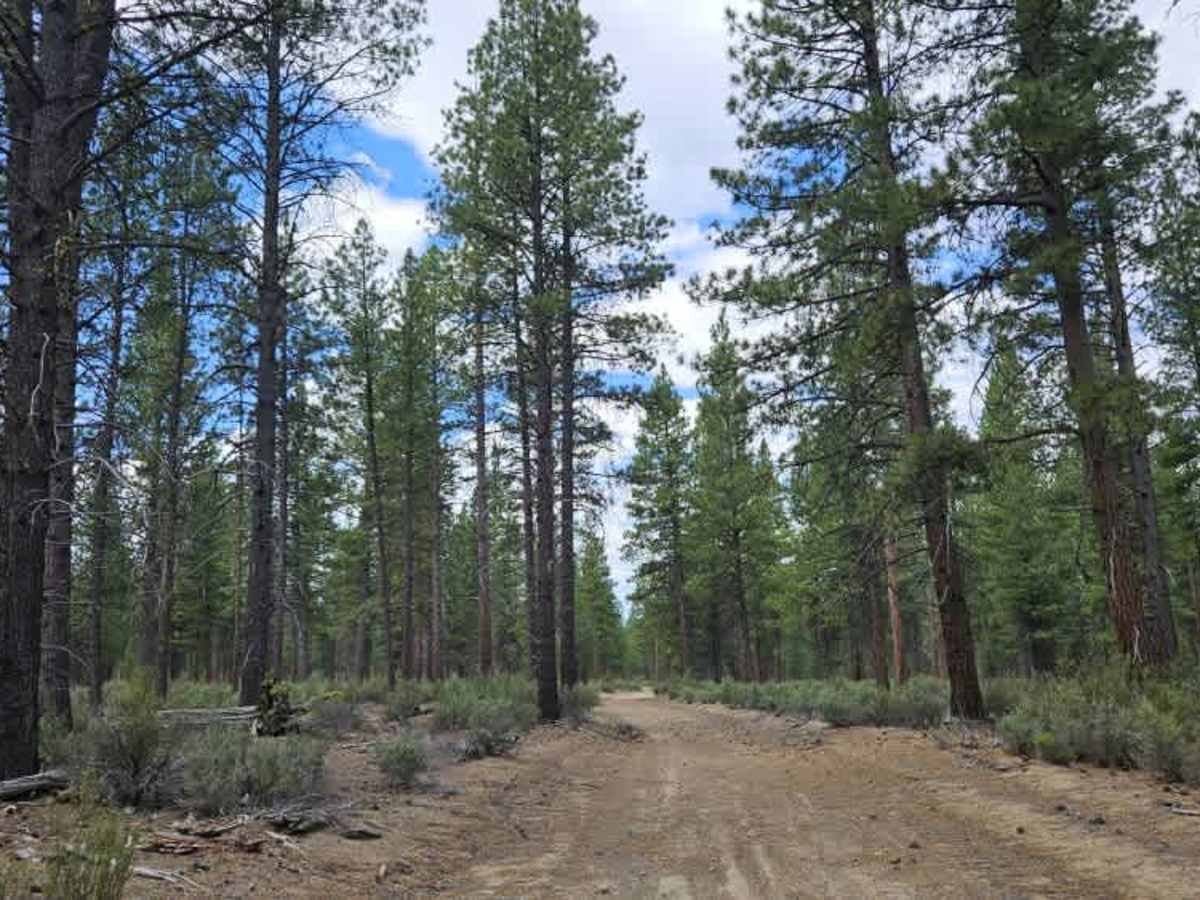 FS 4900163 trail photo