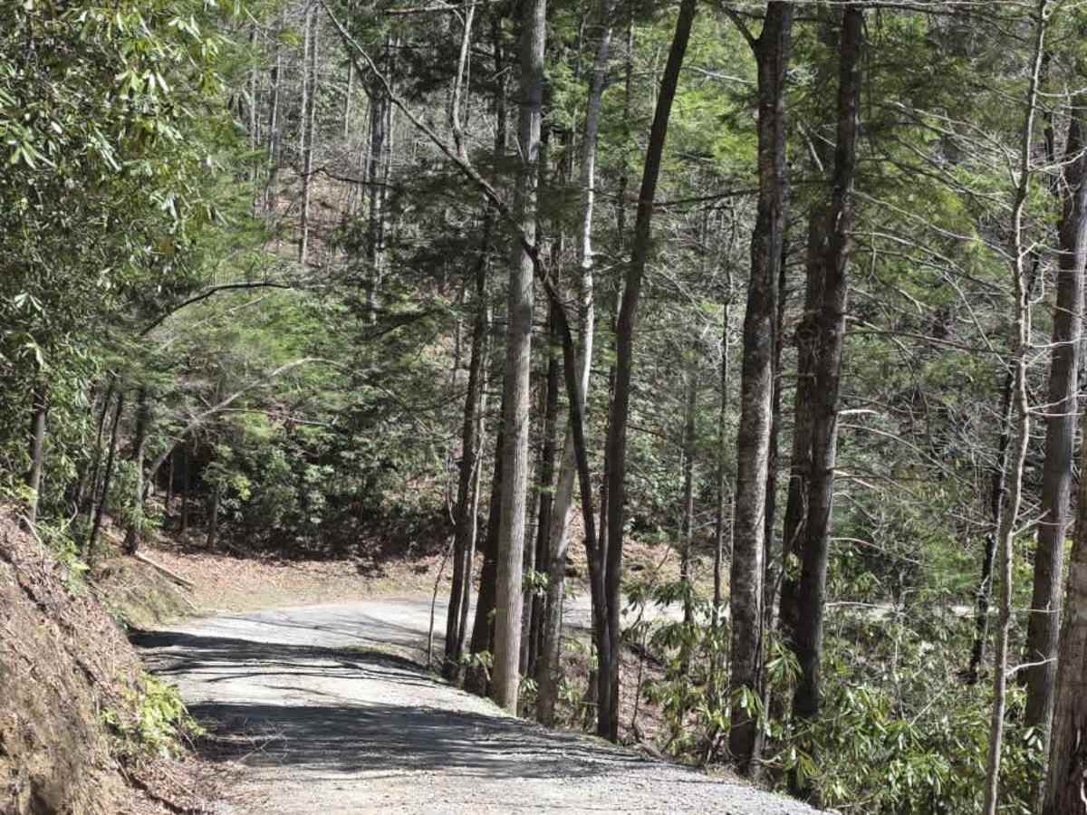 Cataloochee Creek Road photo 5