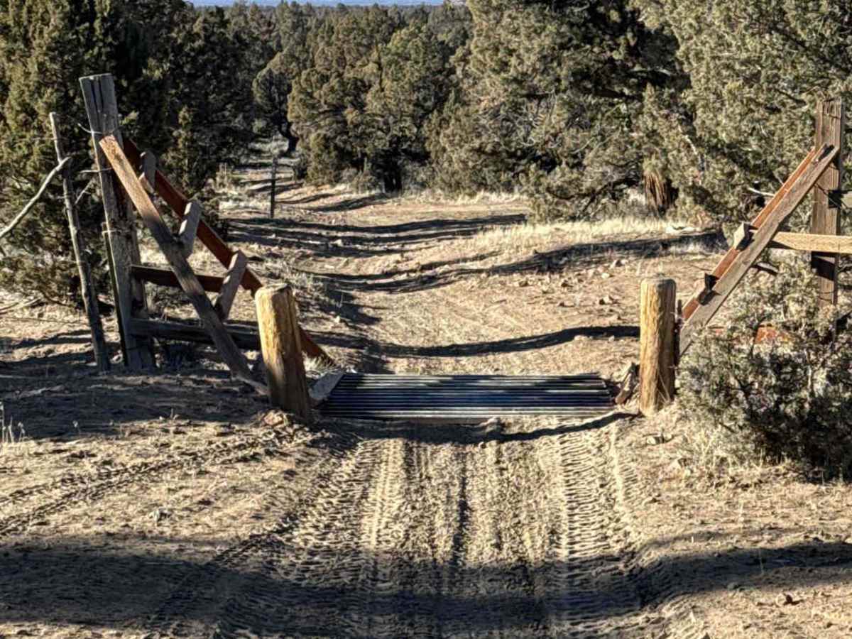 Millican Plateau OHV Trail 86 photo 6