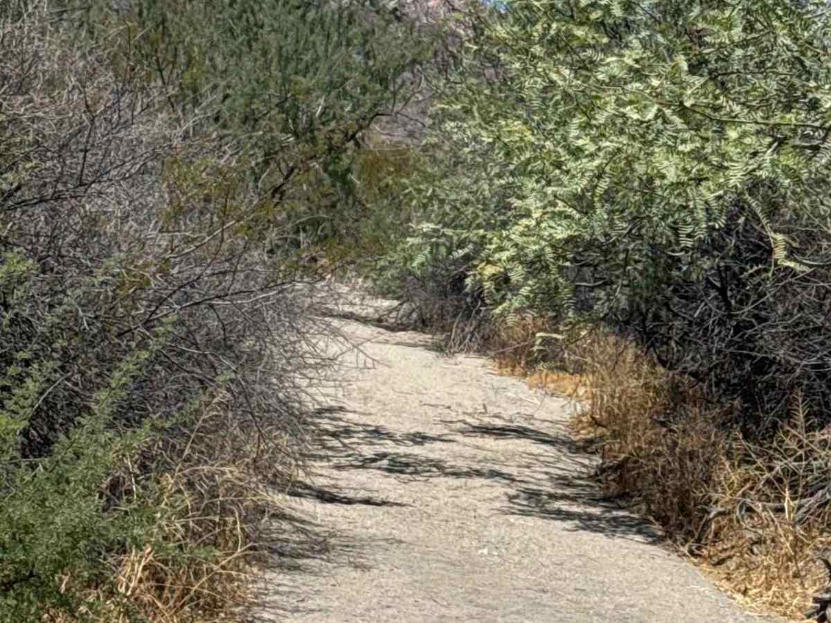 Creosote Corridor  trail photo